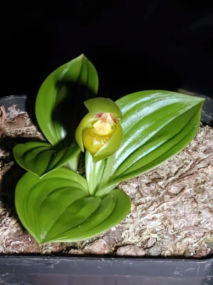 Bild von Cypripedium baldolphianum