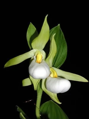 Bild von Cypripedium cordigerum