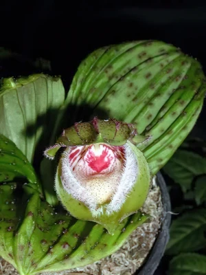 Bild von Cypripedium fargersii