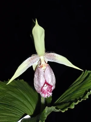 Bild von Cypripedium japonicum