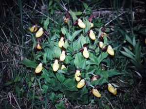 Bild von Cypripedium calceolus