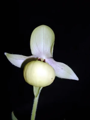 Bild von Cypripedium flavum 1