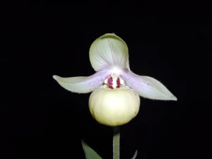 Bild von Cypripedium flavum