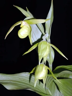 Bild von Cypripedium henryii 1