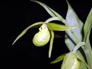 Bild von Cypripedium henryii