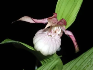 Bild von Cypripedium macranthum var. 1