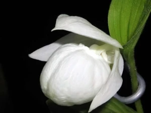 Bild von Cypripedium macranthum var. album 2