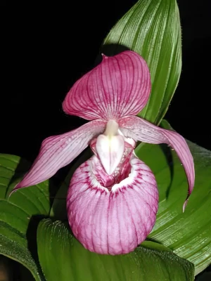 Bild von Cypripedium macranthum