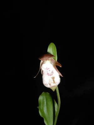 Bild von Cypripedium plectrochilum 2