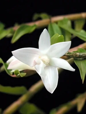 Bild von Dendrobium chameleon