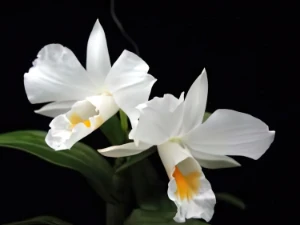 Bild von Dendrobium formosum