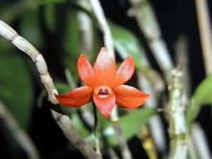 Bild von Dendrobium jakobsonii