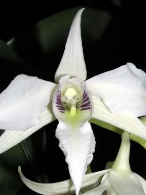 Bild von Dendrobium johnsoniae