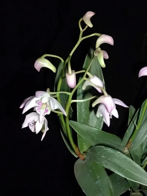 Bild von Dendrobium kingianum