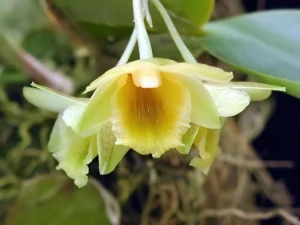 Bild von Dendrobium lamellatum indonesia