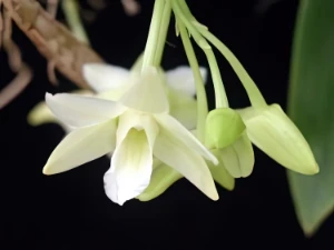 Bild von Dendrobium lamellatum phillipines