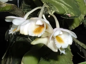 Bild von Dendrobium lamellatum thailand