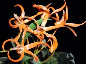 Bild von Dendrobium lanyiae