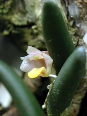 Bild von Dendrobium licheneastrum