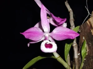 Bild von Dendrobium lituiflorum