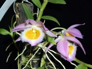 Bild von Dendrobium loddigesii