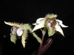 Bild von Dendrobium macrophyllum