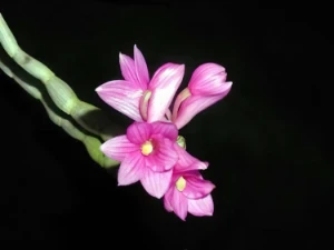 Bild von Dendrobium myiakei