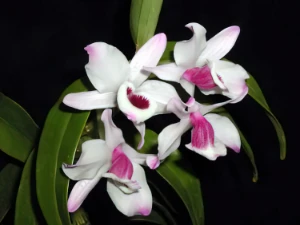 Bild von Dendrobium nobile