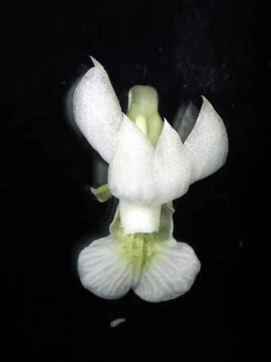 Bild von Dendrobium oligophyllum