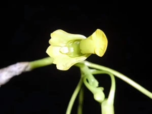 Bild von Dendrobium parcum