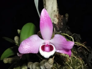 Bild von Dendrobium parishii