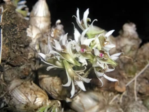 Bild von Dendrobium peguanum