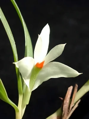 Bild von Dendrobium pentapterum