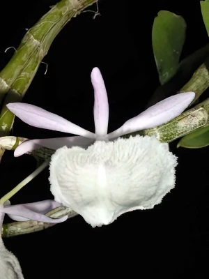 Bild von Dendrobium primulinum