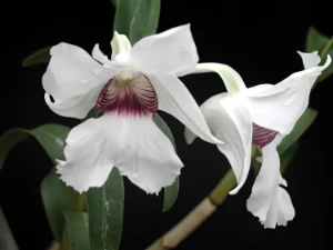 Bild von Dendrobium sanderae