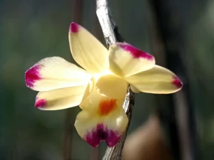 Bild von Dendrobium sanguinolentum