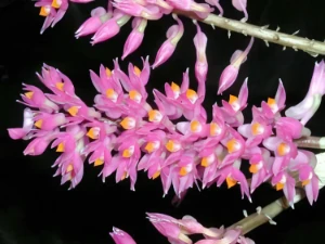 Bild von Dendrobium secundum