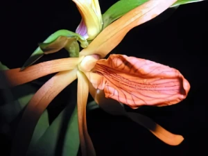 Bild von Dendrobium seidenfadenii