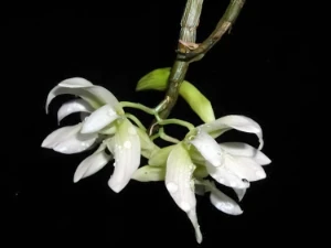 Bild von Dendrobium serratilabium