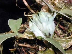 Bild von Dendrobium sp new guinea