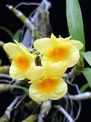 Image de Dendrobium sukhakulii