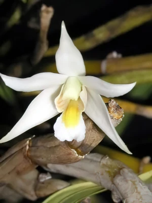 Image de Dendrobium sutepense