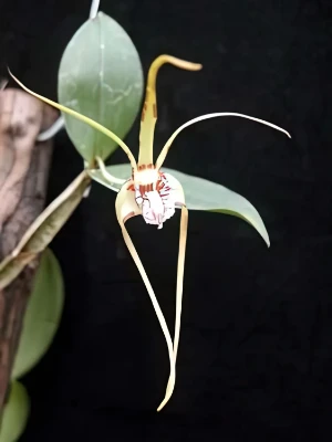 Image de Dendrobium tetragonum