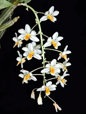 Image de Dendrobium thyrsiflorum