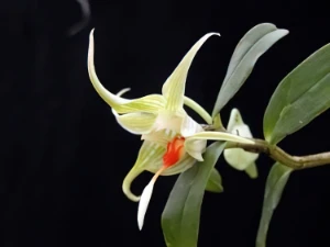 Image de Dendrobium tobaense