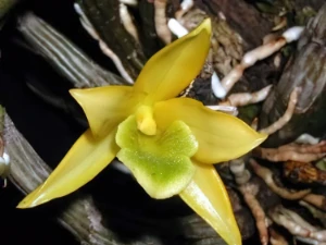 Image de Dendrobium trigonopus