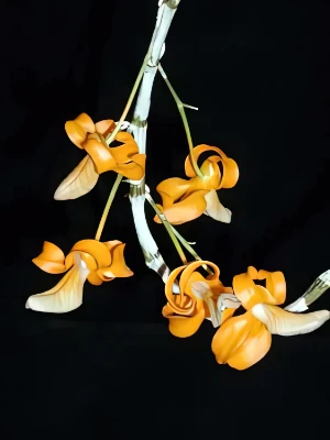 Image de Dendrobium unicum