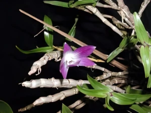 Image de Dendrobium victoriae-reginae