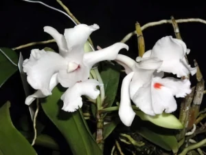 Image de Dendrobium virgineum