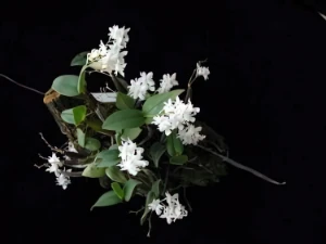 Bild von Dendrobium aberans 2